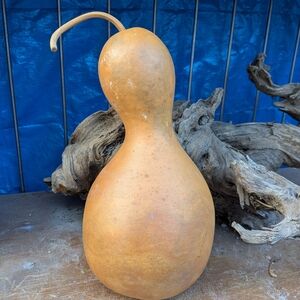 Natural Tan Gourd